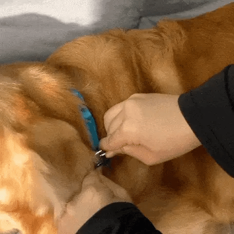 SCOMBOO DogCouch - Sicherheit und Geborgenheit für unterwegs Scomboo