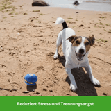 SCOMBOO FrisBeeBall - Ballspaß, der abhebt! Scomboo