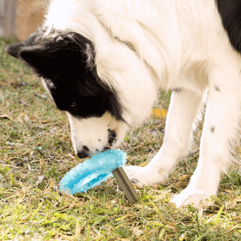 SCOMBOO FrostBite - Erfrischendes Spielvergnügen für lebhafte Hunde Scomboo