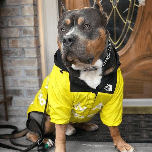 SCOMBOO PupTrend  - Für Abenteuer bei jedem Wetter Scomboo