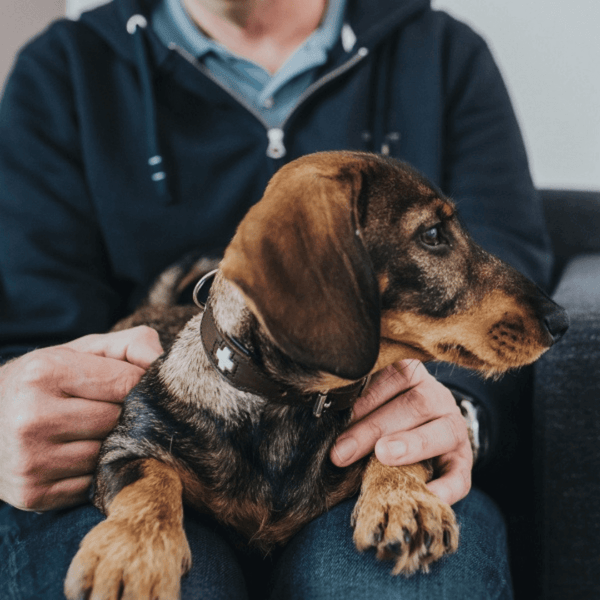 SCOMBOO SwissCollar – Einzigartig wie dein Hund Scomboo