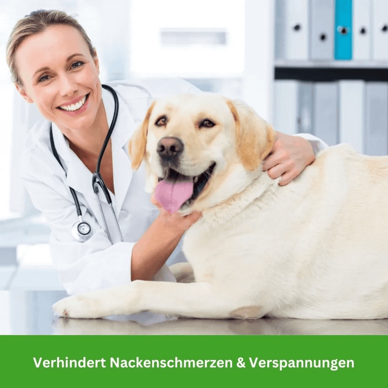 SCOMBOO DogPatch – Individualität auf vier Pfoten Scomboo